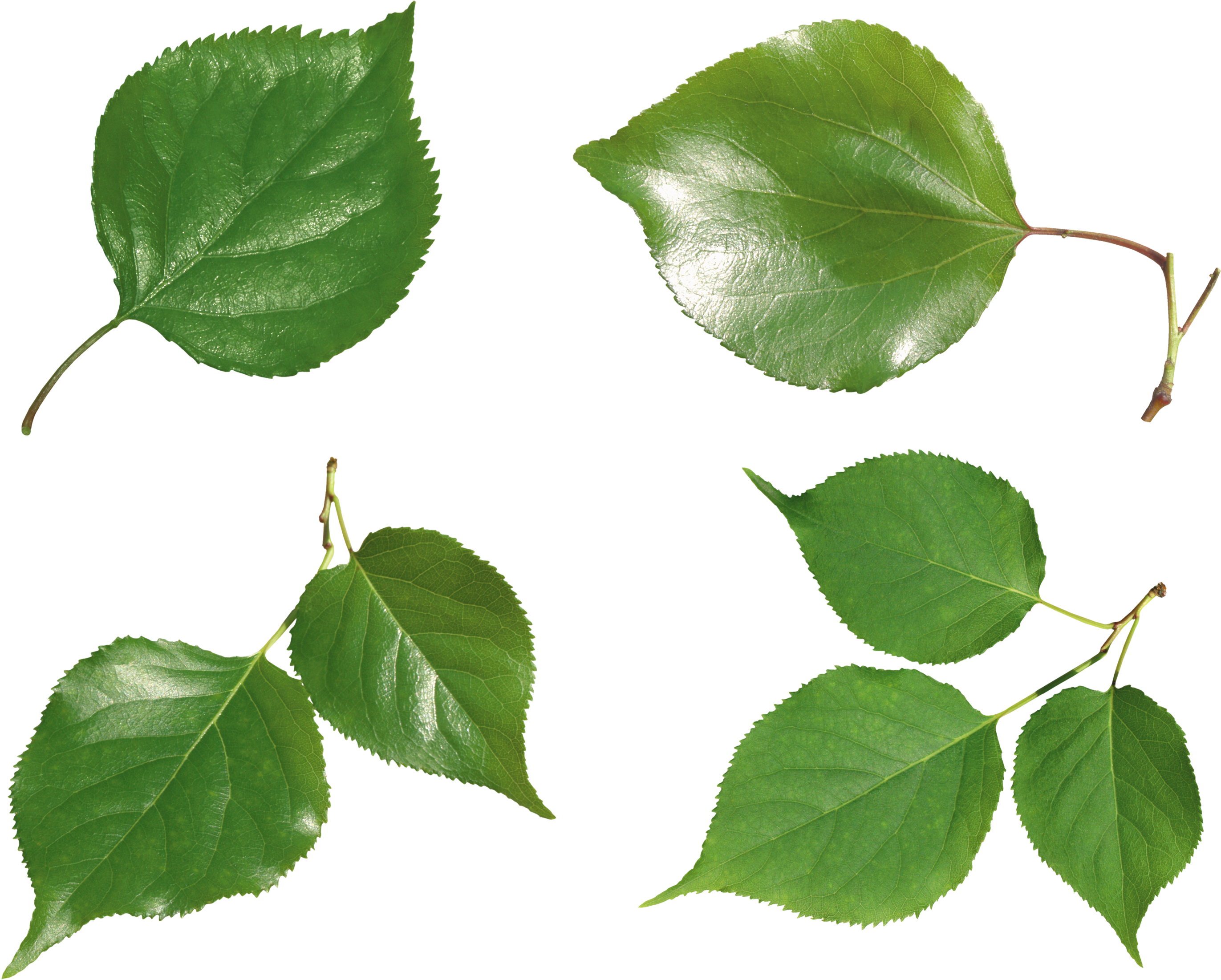 Green Leaves Png Image - Portable Network Graphics (2800x2386), Png Download
