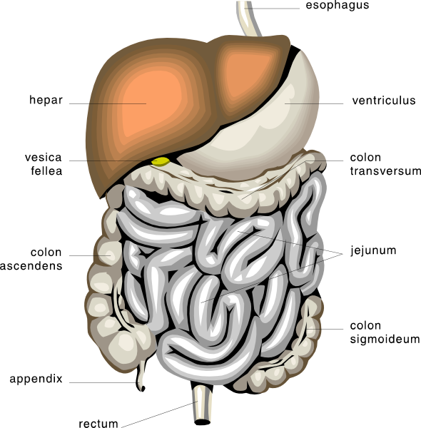 Digestive System, Anatomy - Digestive System Of Panda (590x600), Png Download