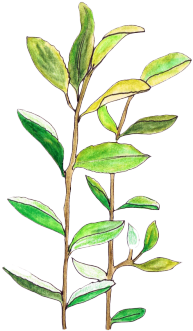 Leaf Png Tumblr - Leaf Transparent (500x382), Png Download