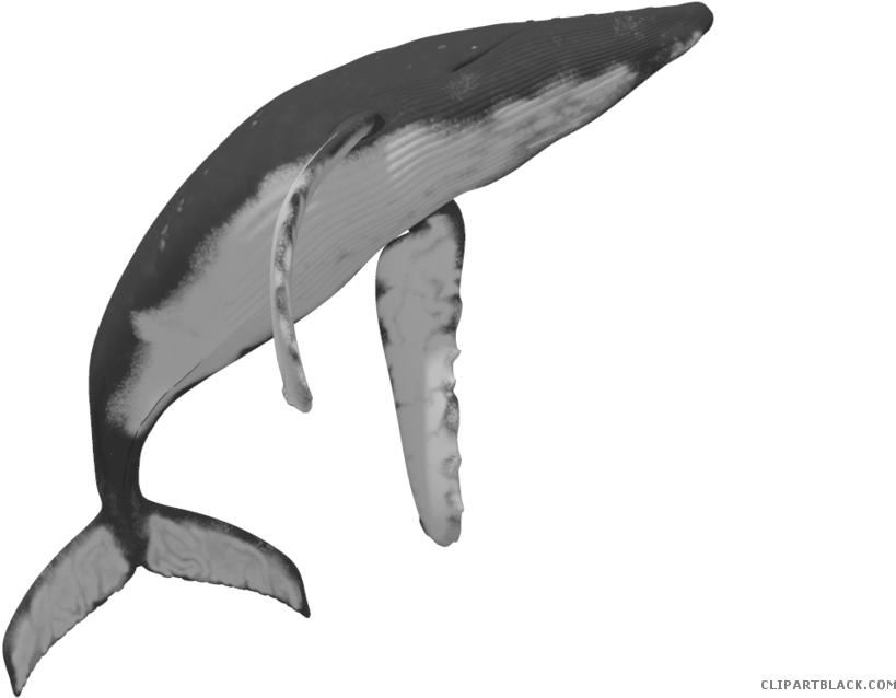 Png Transparent Library Clipartblack Com Animal Free - Whales (1024x639), Png Download