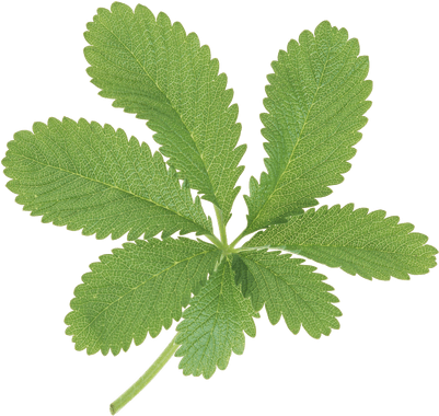 Large Green Leaves - Leaf (400x400), Png Download