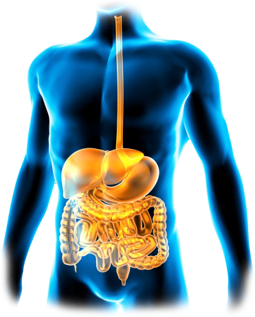 Body The Gi Tract - Megaldrate 400 Mg Simethicone 20 Mg Suspension (400x483), Png Download
