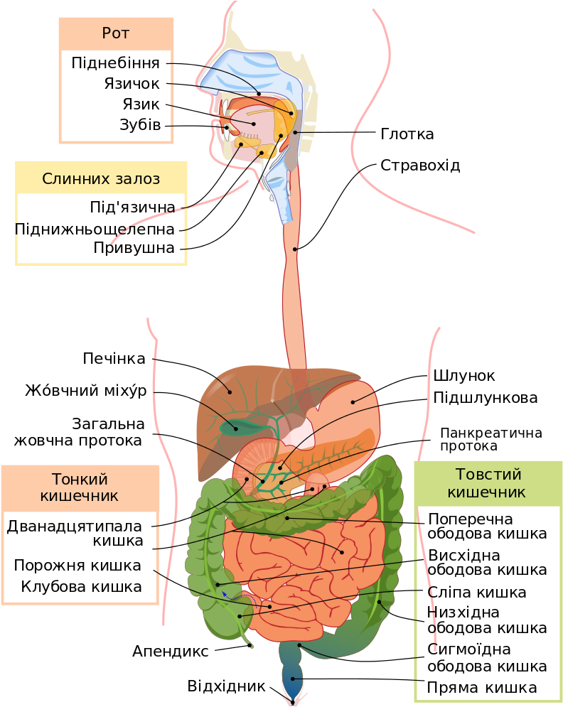 Digestive System Diagram Uk - Human Digestive System In Tamil (837x1024), Png Download