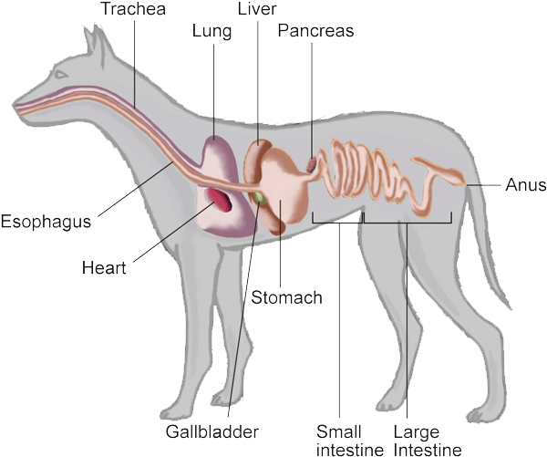 Full - Pancreas De Um Animal (600x508), Png Download