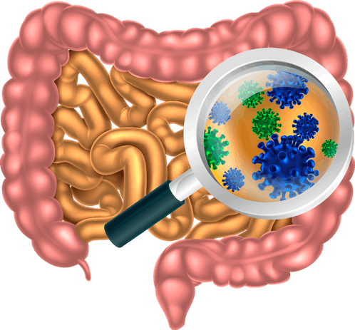 The Digestive System Does Much More Than Simply Process - Bacterias De Tracto Digestivo (498x463), Png Download