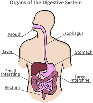 We Will Also Discuss Ways To Manage Symptoms Related - Gastrointestinal Tract (390x400), Png Download