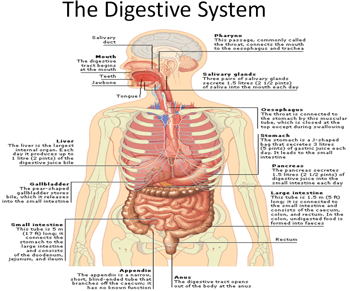 First, Digestion Begins In The Mouth - Part And Functions Of Digestive System (1215x1057), Png Download