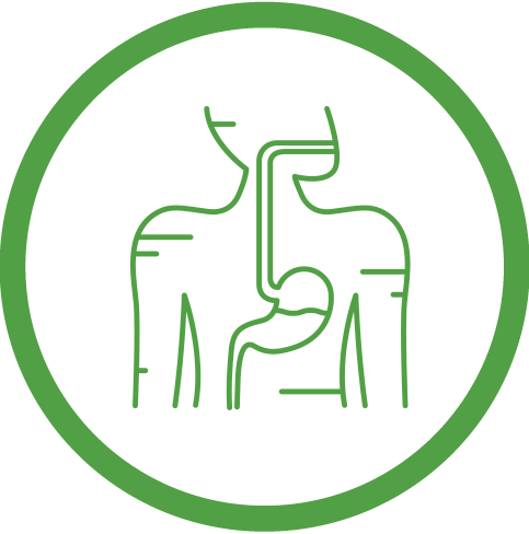 Digestive Disease Support - Digestive System Silhouette (483x488), Png Download