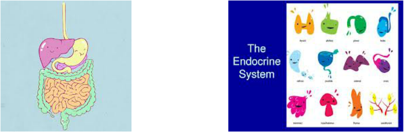 Endocrine And Digestive System - Endocrine System Hormones (805x263), Png Download
