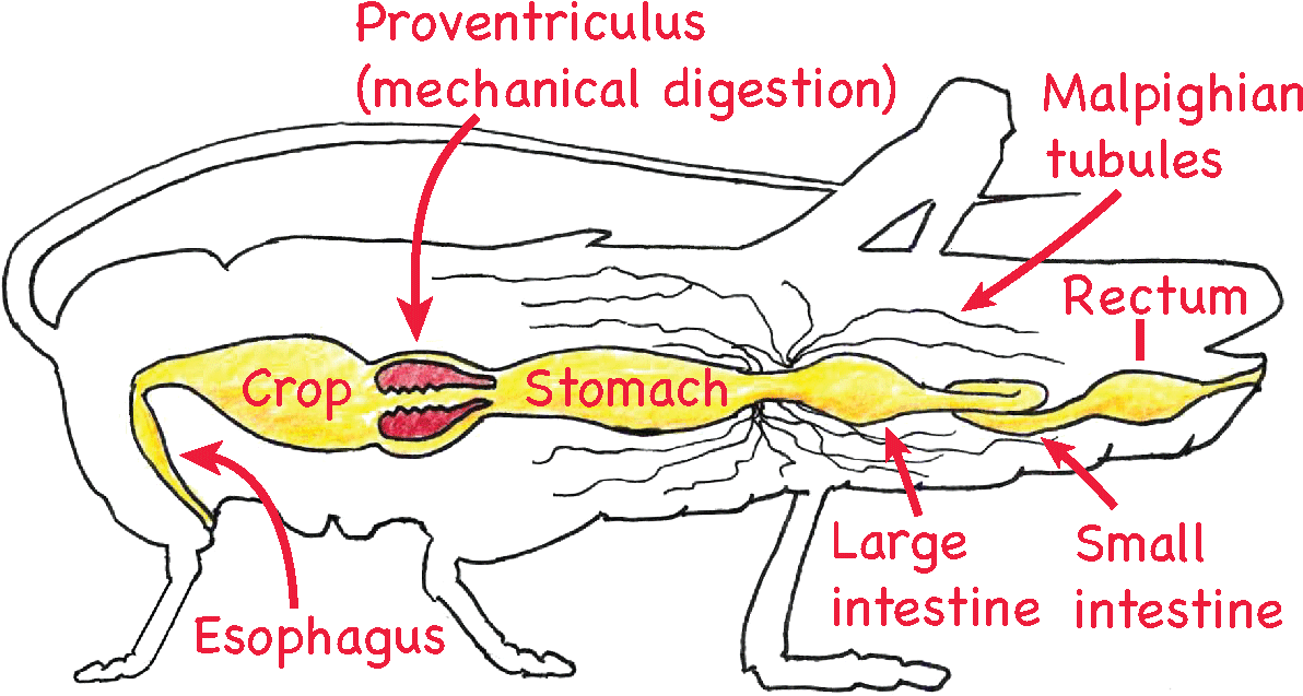 Flow Chart Of Mammalian Digestive System Unique Chapter - Digestion (1200x644), Png Download