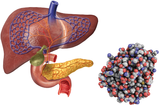 Digestive Enzymes And Digestive Tract - Stones In Liver Bile Ducts (600x400), Png Download