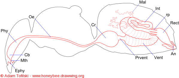 Digestive System Of Honey Bee - Diagram (600x269), Png Download
