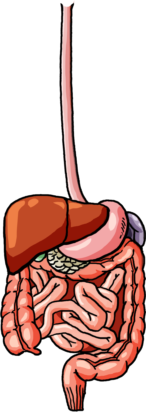 Male Digestive System - Illustration (3300x5100), Png Download