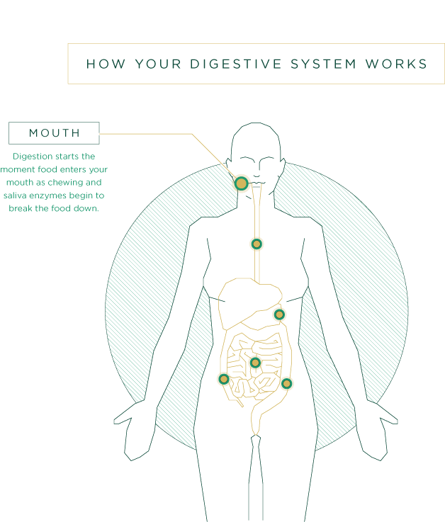 Digestion Starts The Moment Food Enters Your Mouth - Diagram (960x842), Png Download