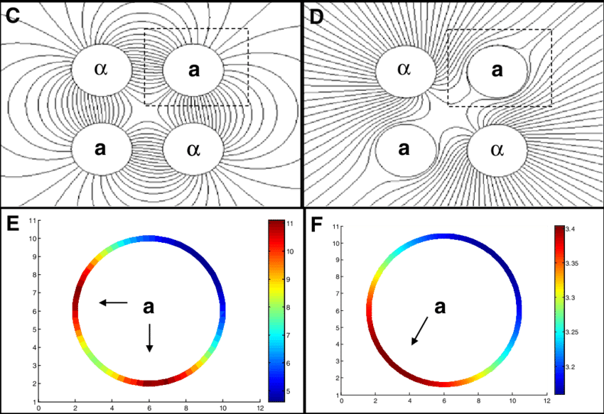Α Factor Gradient In Germinating Spores - Circle (850x583), Png Download