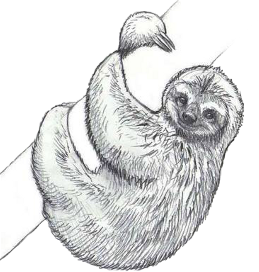 Sloth Draw Pencil Tree Freetoedit - Drawing Of Sloth (1024x1074), Png Download