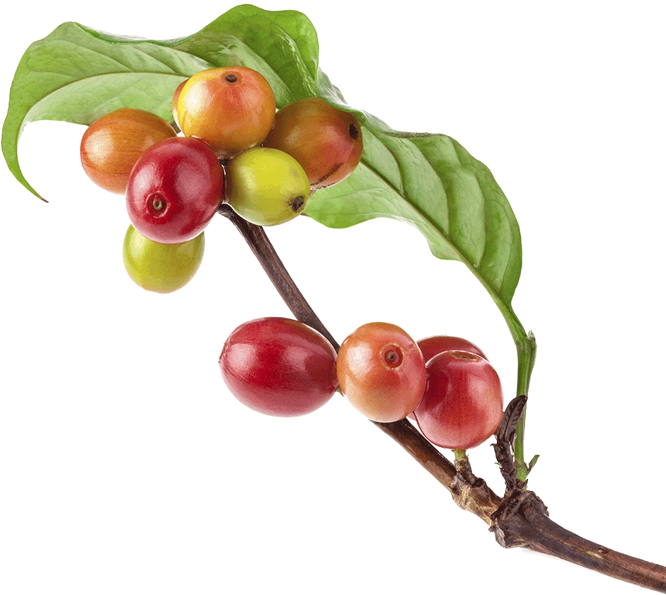 El Comienzo De Todo - Coffee Cherry Leaf (1000x984), Png Download