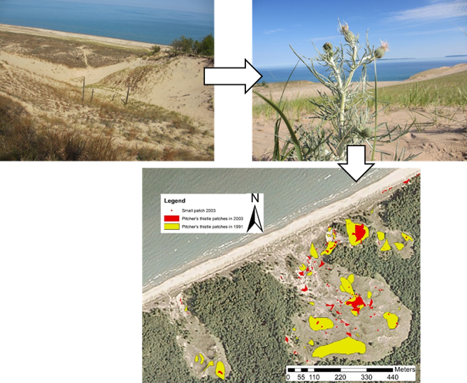 Grass (668x548), Png Download