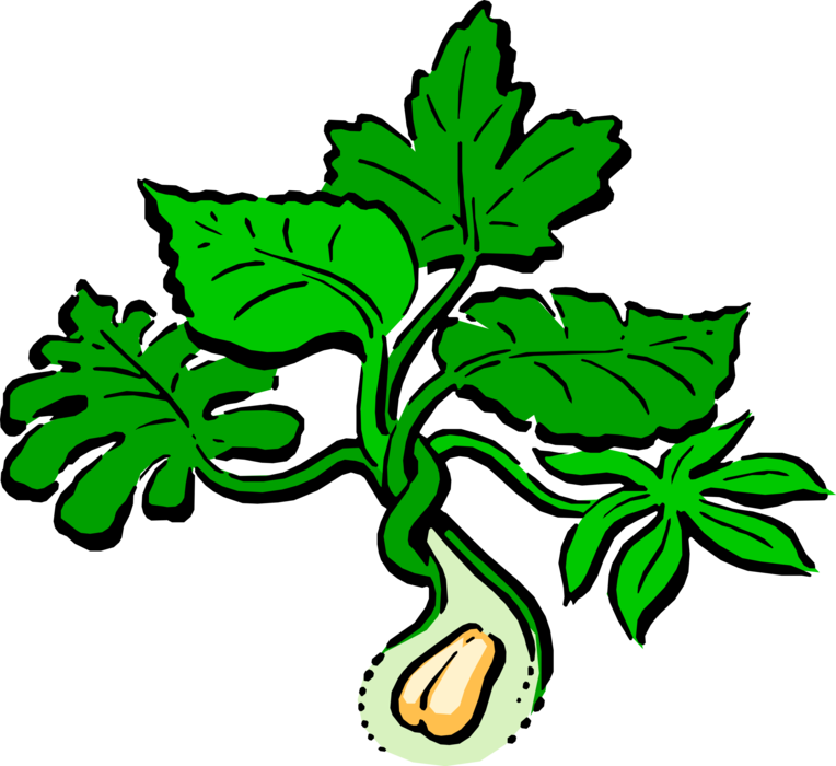 Vector Illustration Of Peanut Plant - Clipart Plantas (764x700), Png Download