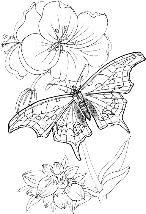 Butterfly Coloring Pages 24 - Butterfly On Plant Drawing (491x720), Png Download