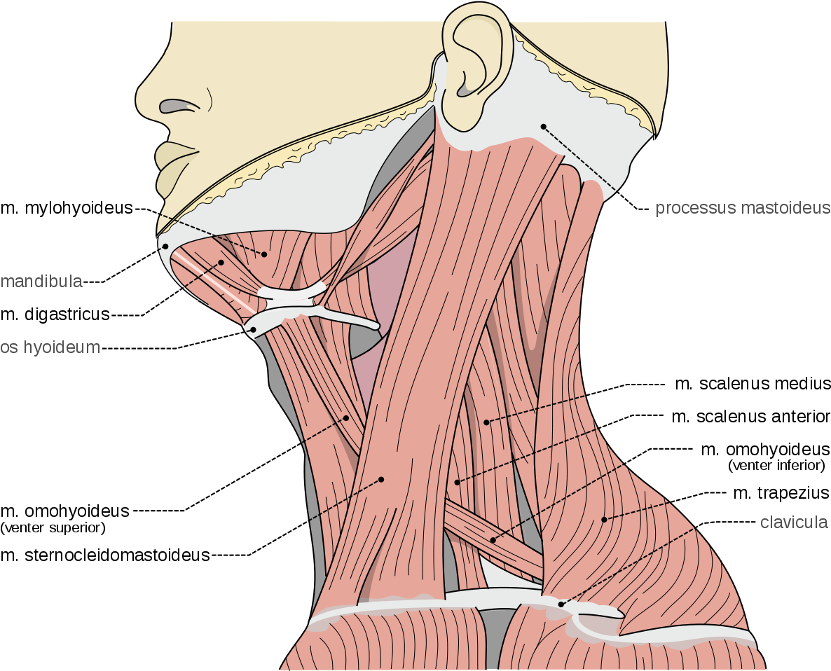 Musculos Escalenos Del Cuello (1200x1017), Png Download