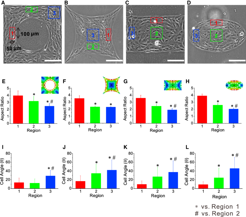 Phase Contrast Images Of Cells On A Square Pattern - Diagram (850x749), Png Download