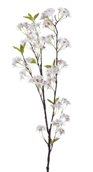 478130wh - Magnolia (700x700), Png Download