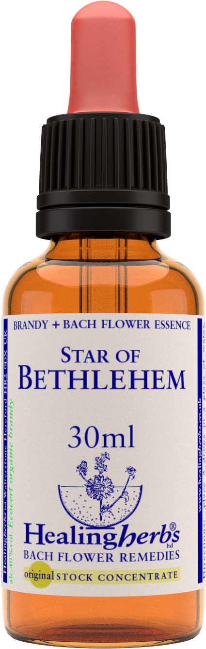 Star Of Bethlehem 30ml - Walnut Healing Herbs (630x1456), Png Download