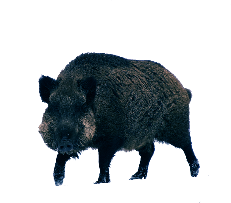 Boar Png Image Transparent Background - Wild Boar (800x680), Png Download