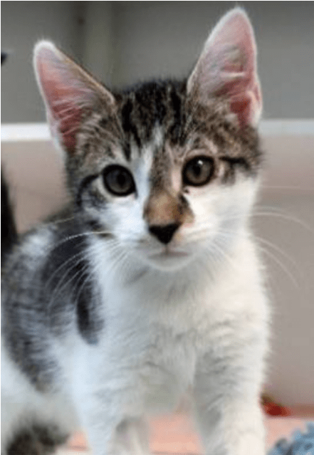 Photo Of Ernie - Dragon Li (638x638), Png Download