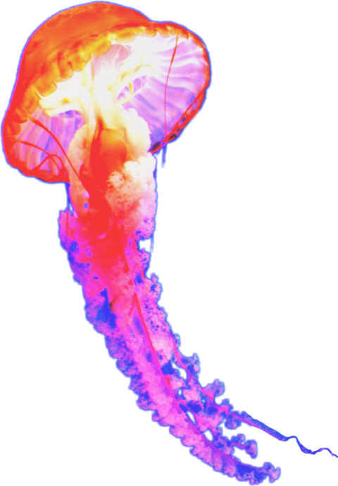 Image Freeuse Popular And Trending Sealife Stickers - Marine Biology (480x690), Png Download