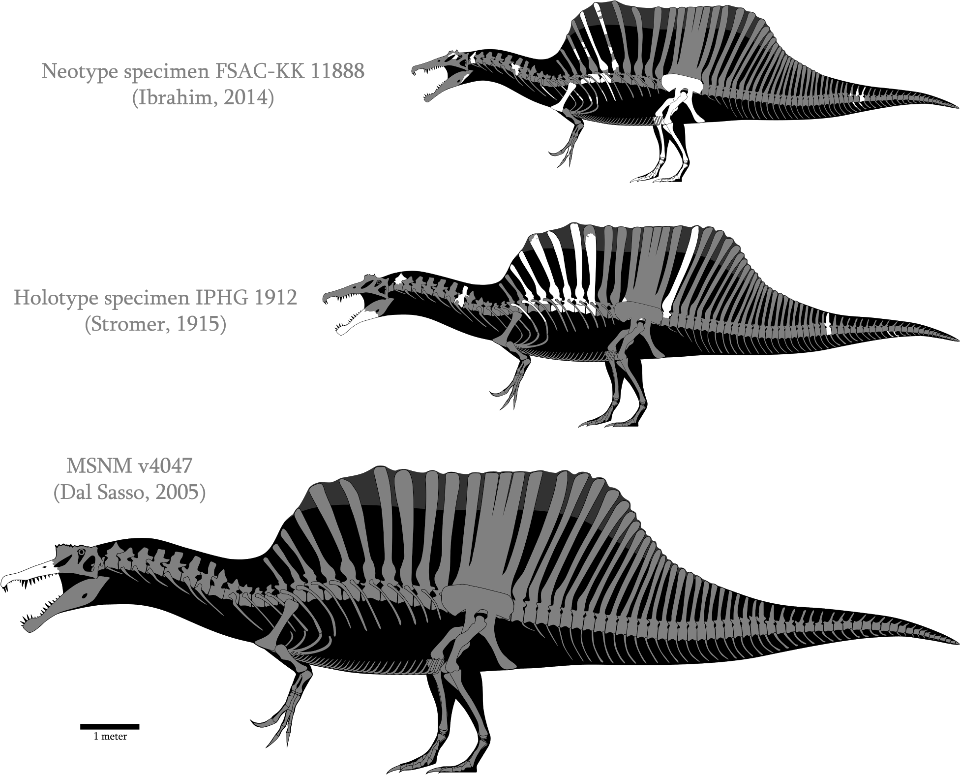 In Past Couple Of Months I Had One Research About Tyrannosaurus' - Spinosaurus Was Not Quadruped (2048x1692), Png Download