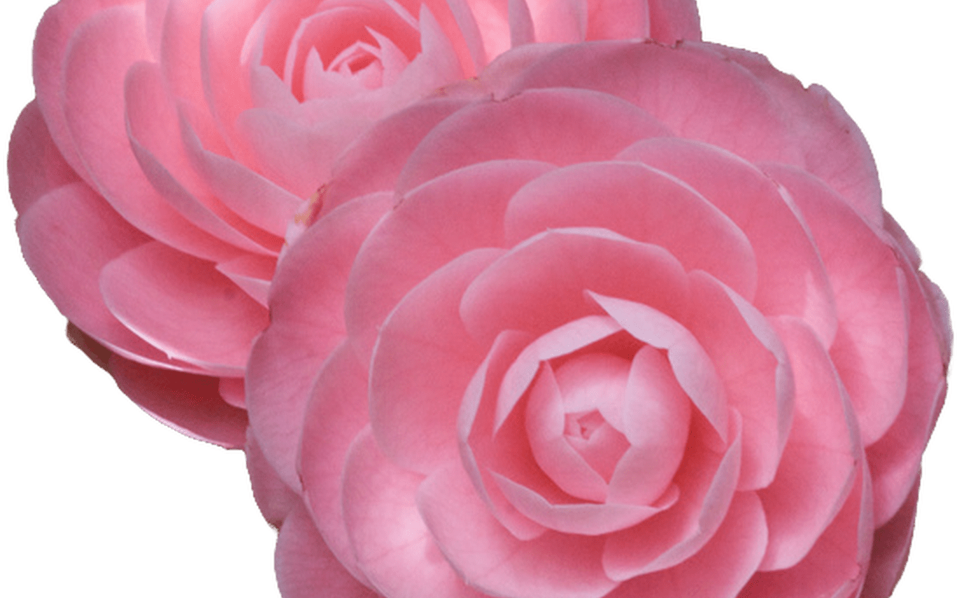 75 Images About Flower Png On We Heart It See More - Rosas Y Camelias Png (1368x855), Png Download