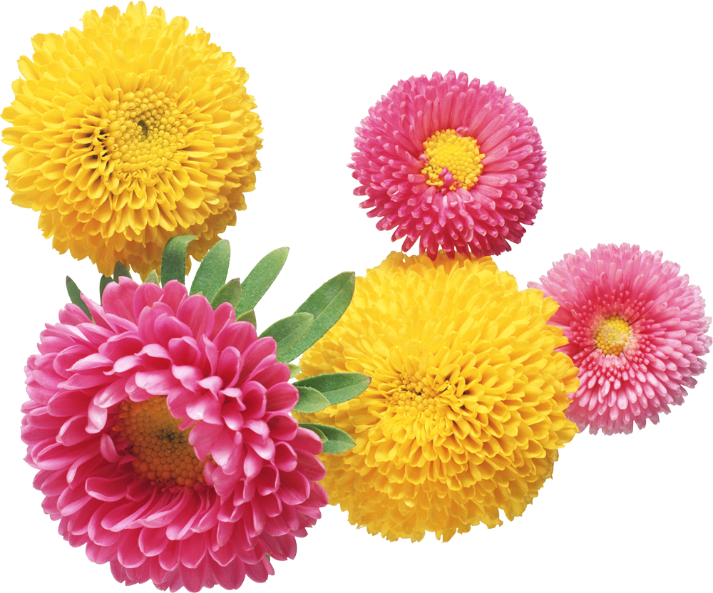 Flowers Vintage Artsy Moodboard Aesthetic Png Artsy - Chryzantemy Gif (1000x832), Png Download