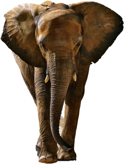 Elephant - Fondos De Pantalla Animales Hd (866x650), Png Download