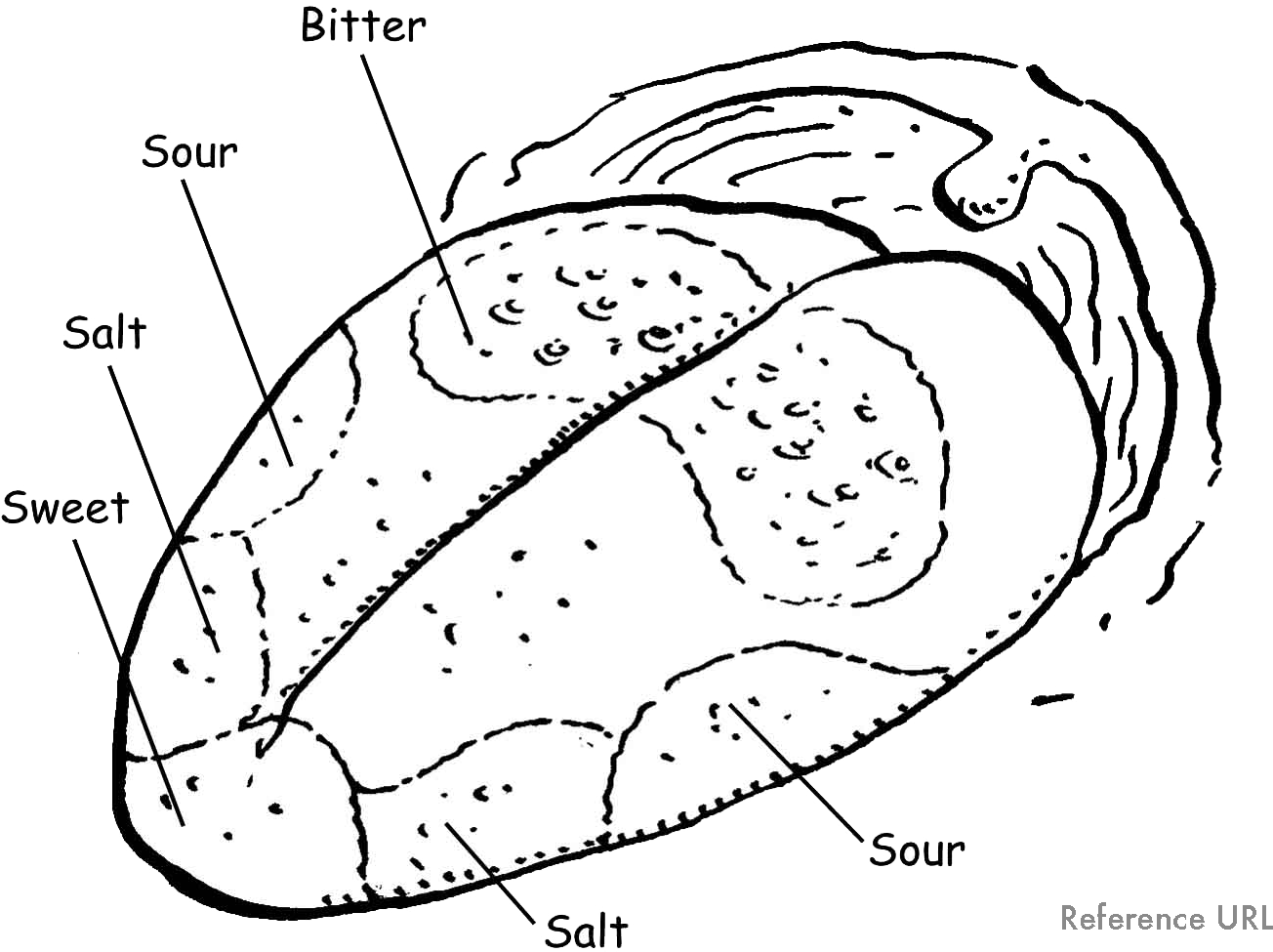 Hearing - Sense Of Smell And Taste (1335x1000), Png Download