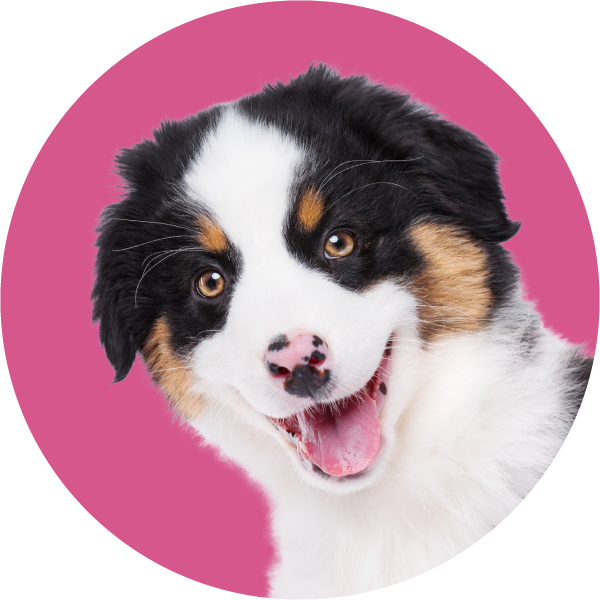 He Traversed Our Great Nation, Going To Arizona, Then - Bernese Mountain Dog (600x600), Png Download