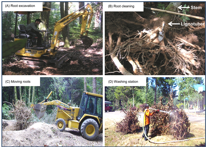 Excavating Root Systems For Belowground Biomass Estimates (903x503), Png Download