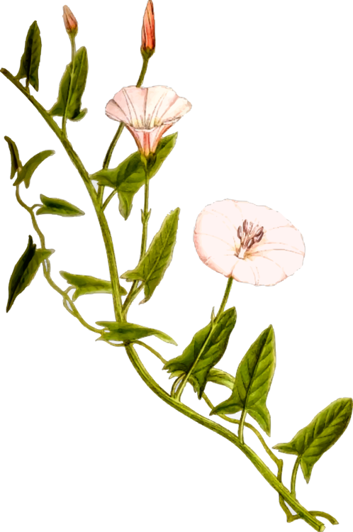 Field Bindweed Vine Flower Plant Stem - Bindweed Clipart (498x750), Png Download