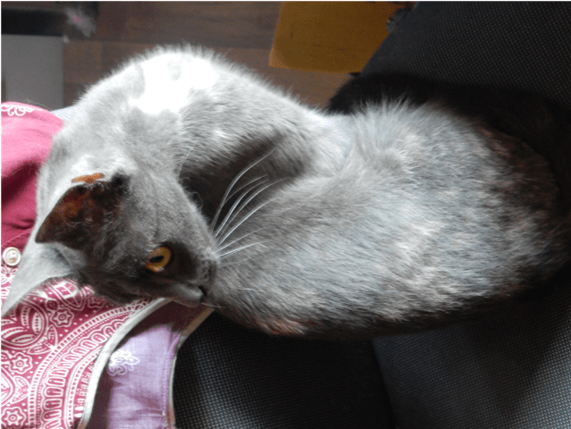 Photo Of Lorde - Domestic Short-haired Cat (638x638), Png Download