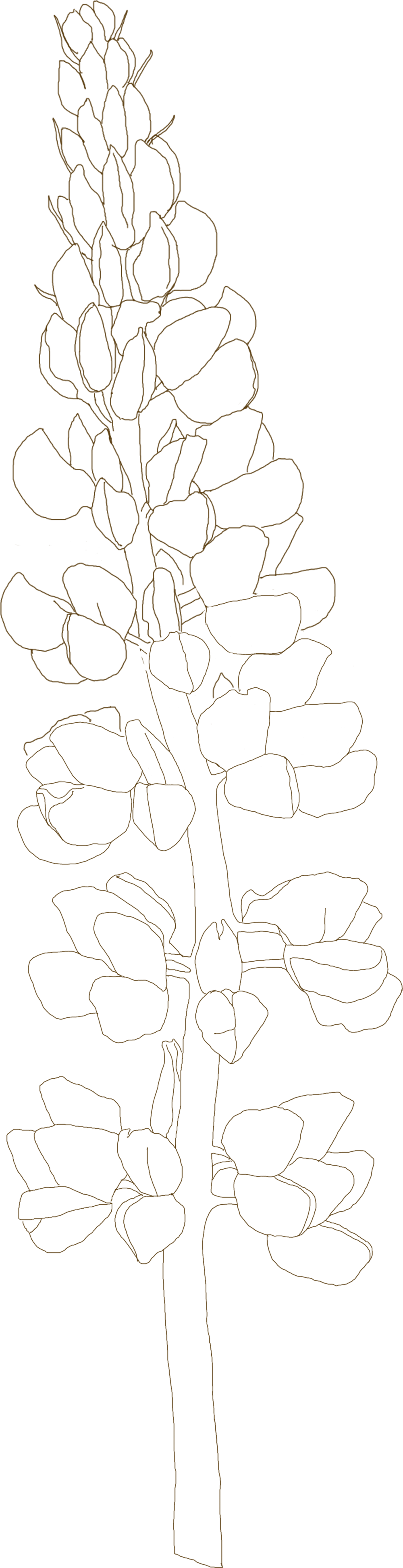 Bluebonnet Drawing Transparent - Line Art (1000x3884), Png Download