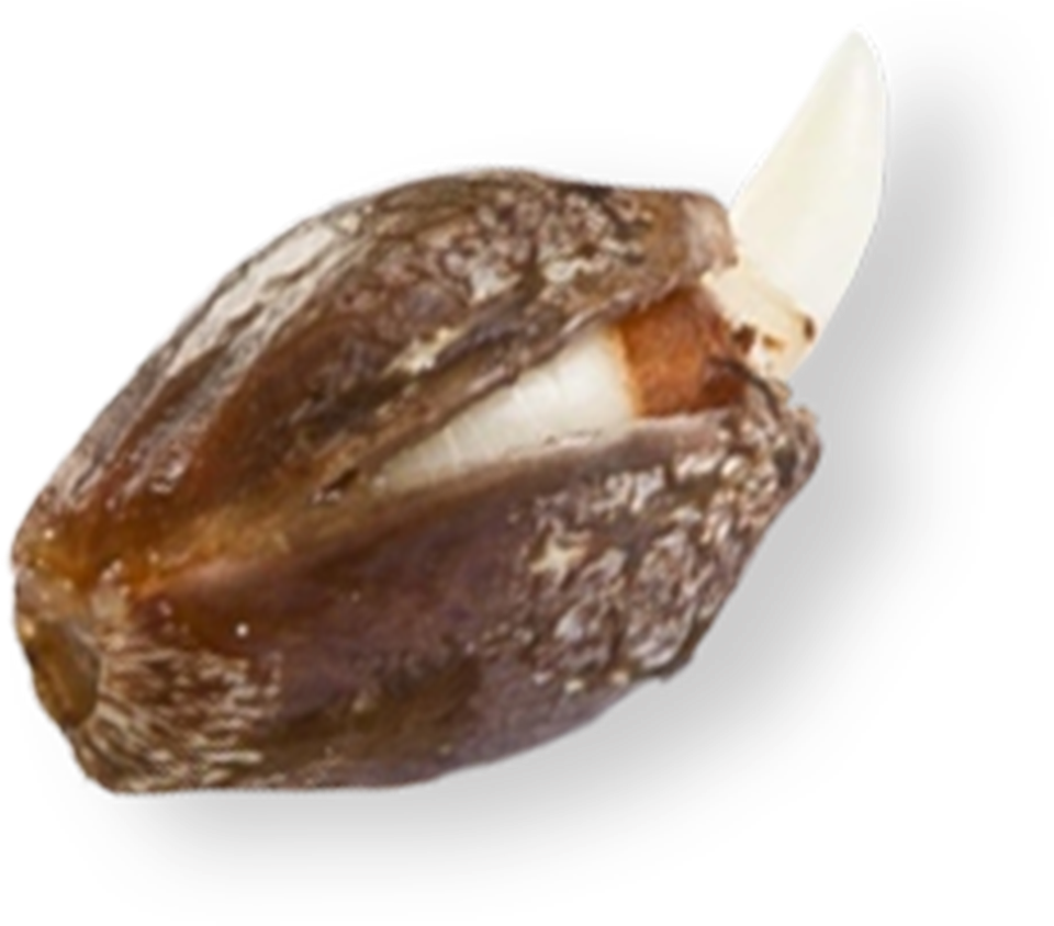 Coastal Genetics Marijuana Seeds - Date Palm (1493x1494), Png Download