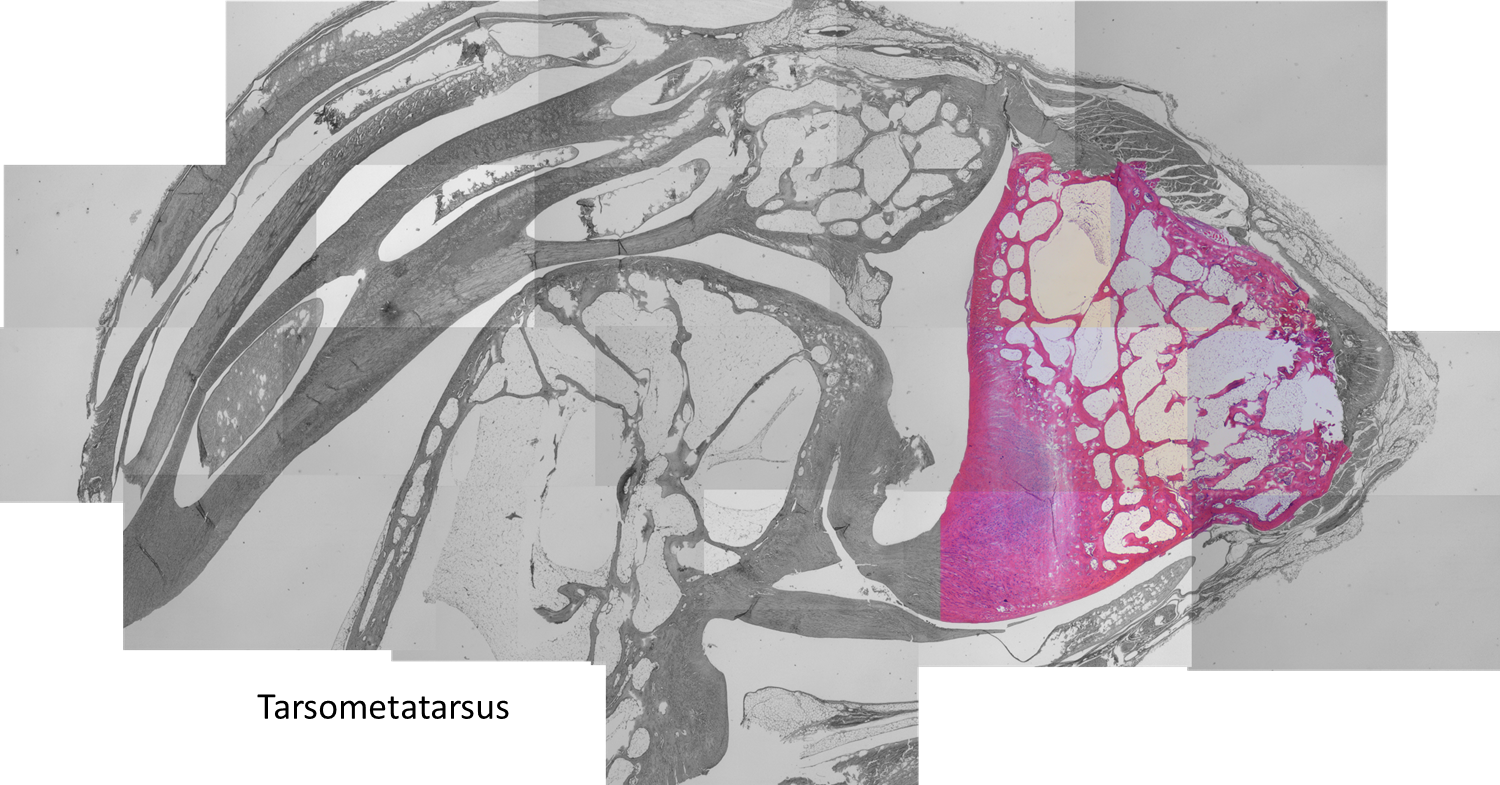 Nice Cartilage-bone Inferface At Ligament Insertion - Illustration (1500x785), Png Download
