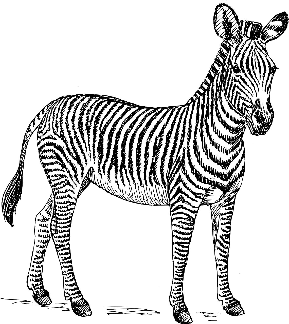Picture Freeuse Download Free Content Clip Art Transprent - Clip Art Zebra Black And White (1140x1280), Png Download