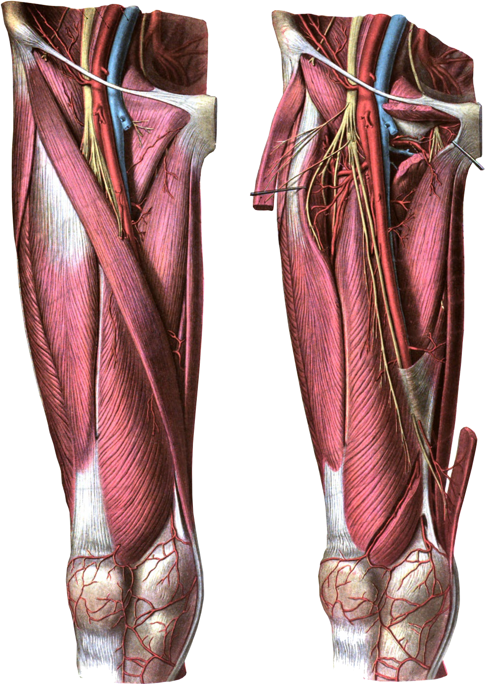 Anterior View Of The Thigh - Femoral Vein (1190x1526), Png Download