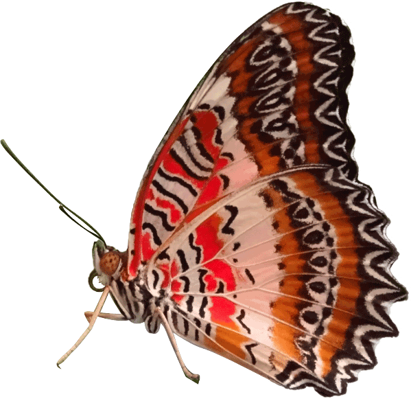The Red Lacewing - Brush-footed Butterfly (599x581), Png Download