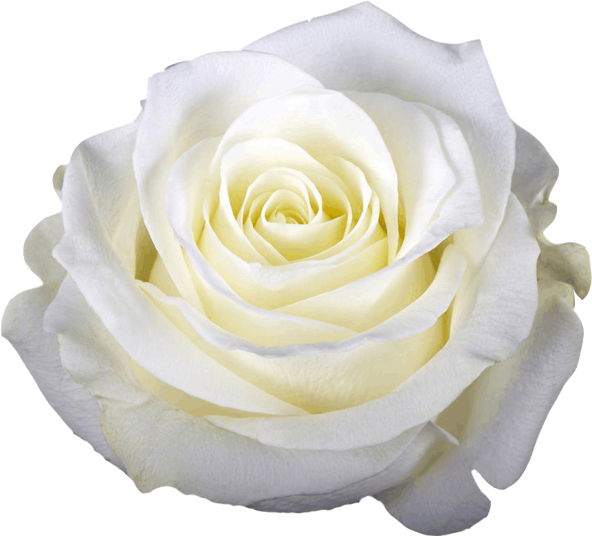 Day 1 Rose Heart Blossoming ☥ Mary Magdelena - Cut Flowers (1000x1000), Png Download