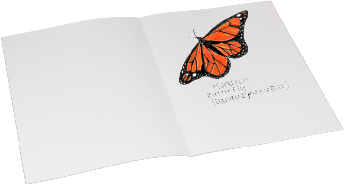 5 X 11 Soft Cover Thin Blank Books Pack Of 24 Open - Brush-footed Butterfly (1000x667), Png Download