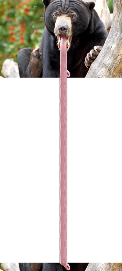 Long Tongue - Malaysian Bear (400x885), Png Download