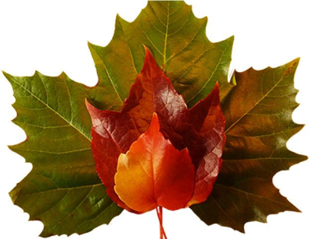 Maple Leaf (640x480), Png Download